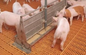 доращивание подсвинков