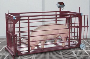 определение веса свиньи при помощи весов