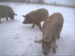 выгул свиней зимой