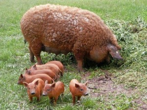 венгерская мангалица с поросятами