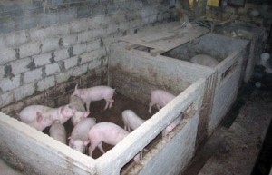помещение для свиней
