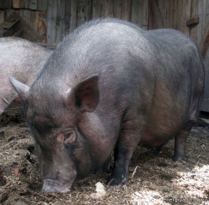 питание вислобрюхой свиньи