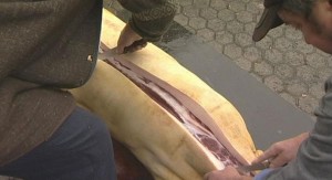 обескровливание и разделка туши