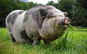 Миргородская порода
