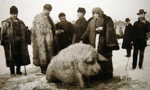 происхождение мангалицы