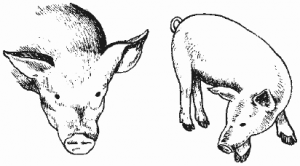 нарисованная свинья