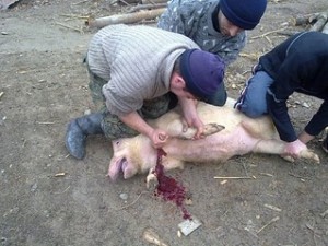 убой свиньи в шею