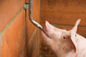 ниппельные поилки для свиней