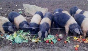 кормление вьетнамских свиней овощами