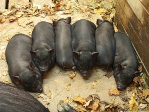 цена на вьетнамских поросят