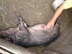 болезни вьетнамских свиней