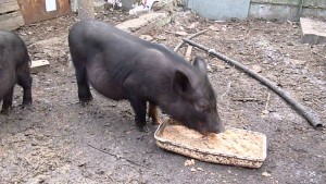чем кормить зимой