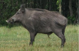 дикий кабан