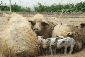 свиньи с поросятами венгерская мангалица