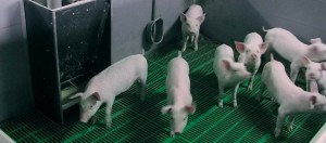 групповое содержание поросят