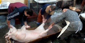 забой свиньи в домашних условиях