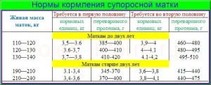нормы кормления супоросных маток