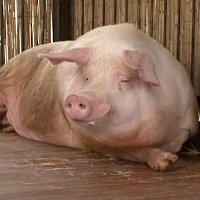 свинья на откорме до жирных кондиций