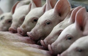 разведение свиней в домашних условиях