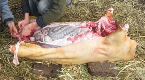 разделка свиньи на полутуши