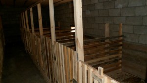 помещение свинарника изнутри