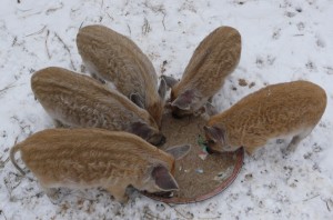 венгерская мангалица кормление поросят