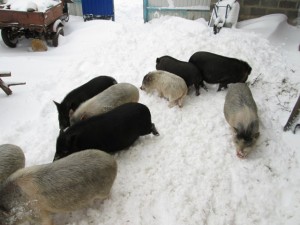 вьетнамские вислобрюхие поросята зимой