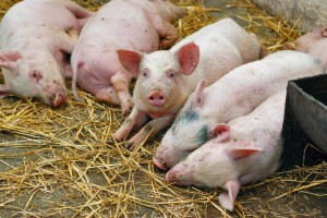 заболевание свиней африканская чума