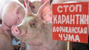 карантин из-за африканской чумы